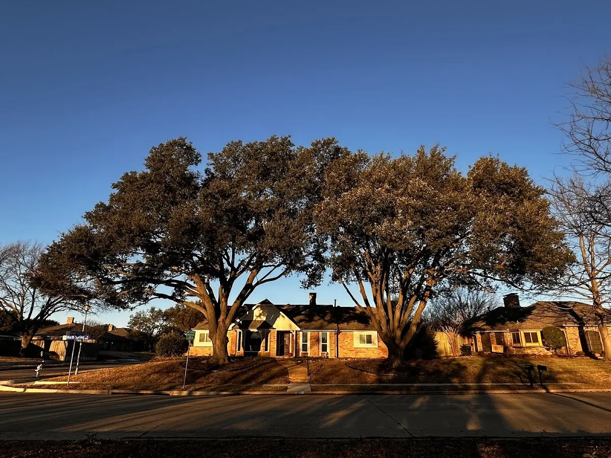 Established residential canopy tree shading a home in Lake George